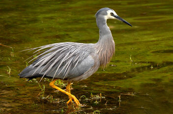 The white-faced heron (Egretta novaehollandiae) - Free image #494601